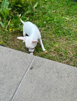 Chihuahua welpen - Bonn