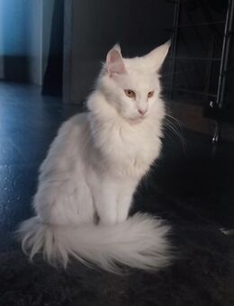 Main Coon Katze - Hannover Misburg-Anderten
