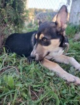 Junger Rüde -Lincoln- - Rambin