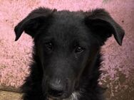 🐾Fröhlicher Welpenjunge Buddy🐾 - Eislingen (Fils)