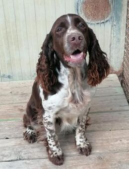 Caily - Notfall ‼️ - Würzburg