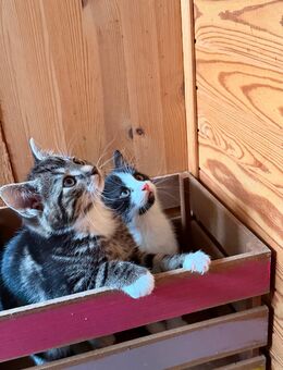 Britisch Kurzhaar Nix Katzen kitten - Starkenberg