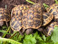 Griechische Landschildkröten - testudo hermanni boettgeri - 2024 - Großefehn
