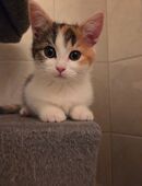Maine Coon Mix in 09634