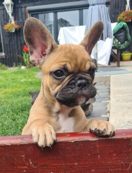 Französische Bulldogge Welpen - Krefeld
