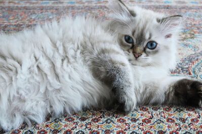 Süße Ragdoll Kitten