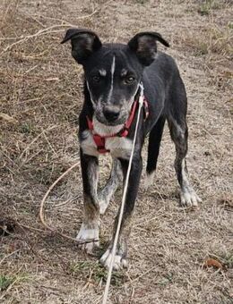 Bobbi, ruhiger Hund sucht neues Zuhause - Unterföhring