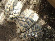 Griechische Landschildkröten (Testudo hermanni boettgeri) (Ostrasse) - Aichhalden