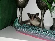 Flughörnchen/ Sugar Glider mit Zubehör und Käfig - Eisenberg (Thüringen)