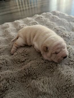 Shar-Pei Welpen - Neustadt (Donau)