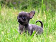 Zuckersüßer typvoller XXS Mini Chihuahua Rüde Welpe Blue-Tan - Freiensteinau