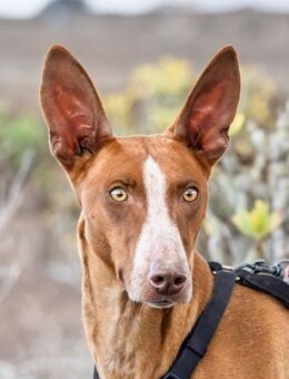 Venus ... vom Jagd- zum Familienhund?! - Bochum