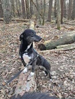 Dackelmix ❤️ Mila - Nidda