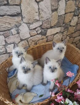 Wunderschöne Eldelmixe mit blauen Augen!!! - Teterow