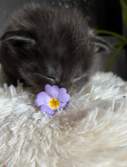 Reinrassigen Maine Coon - Babys, am 3 Juli geboren worden, die Cat- Altern XXXL große Katzen besitzen Stammbaum - Bielefeld Zentrum