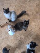 Katzen/Kater abzugeben in 76829