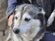 Husky Hera für Couch-Potatoes - Leonberg (Baden-Württemberg)