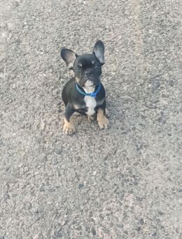 Wir müssen leider unsere französische bulldogge welpen abgeben - Krauthausen