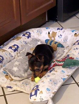 Reinrassige Yorkshire Terrier Welpen - Dudeldorf