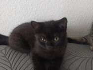 BHK -Kitten, bereits nach Hause zu nehmen. - Berlin