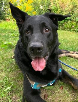 Joko - Deutscher Schäferhund-Mix - 8 Jahre - Tierhilfe Franken e.V. - Lauf (Pegnitz) Zentrum