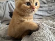 Bkh Kitten zum Verkauf - Neustadt (Donau)