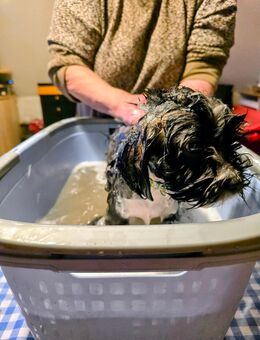 Bolonka Welpe - Gräfenthal