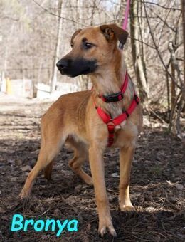 Bronya-klug und neugierig 4/24 - Ruppertsecken