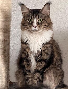 Maine Coon Kitten Wurfankündigung - Thalfang