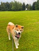 Akita Inu – liebevoller Rüde sucht neues Zuhause (Privatverkauf) in 88410