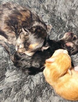 Kitten, Katzenbabys, Katzenbaby in 12 Wochen abzugeben - Ihlow (Niedersachsen)