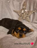 Cavalier Bube aus seriöser Zucht mit Ahnentafel in 88410