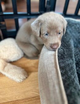 Labrador Welpen Silber reinrassig 2 frei - Chemnitz