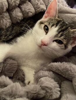 12 Wochen alter Kater - Rödental