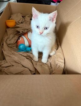 4 reinrassige BKH Kitten abzugeben - Nümbrecht