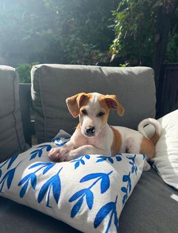 Jack Russel Mix Mischling Welpe Jung Hund sucht ein Zuhause - Heigenbrücken