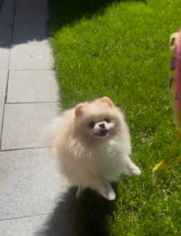 Traumhafter Pomeranian-Rüde zum Decken verfügbar - Emmingen-Liptingen