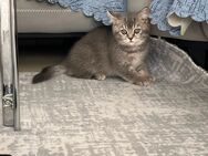 BKH Kitten abzugeben – geboren am 02.03.2025 - Hannover