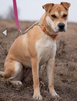 Lili sucht hundeerfahrene Menschen - Obernheim