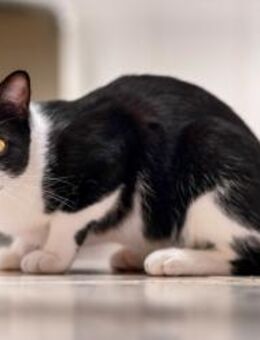 Kater Bomber - Bochum