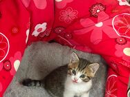 Kitten suchen neues zuhause - Attendorn (Hansestadt)
