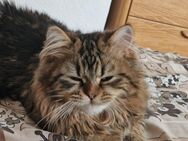 Katzen - Bonn Dottendorf