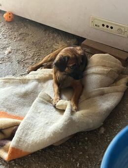 Lucky der Glückliche - Grasbrunn