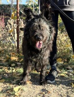 Ruven - Er braucht endlich eine Chance! - Köln