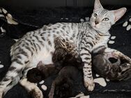 Fantastische Bengal Kitten, silver, smoke und melanistic - Haßloch