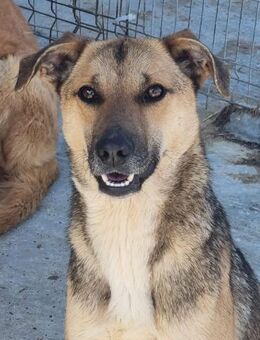 Hübsche ILVY sucht ihr Zuhause - Neuberg