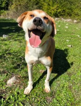 Japanischer Akita Mix - Ellerbek