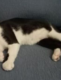 Evan - lieb,ausgeglichen,dankbar, sozial - Lenzen (Elbe) Zentrum