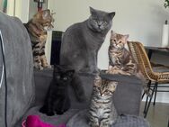 Britische Kurzhaar kitten - Bochum Hustadt