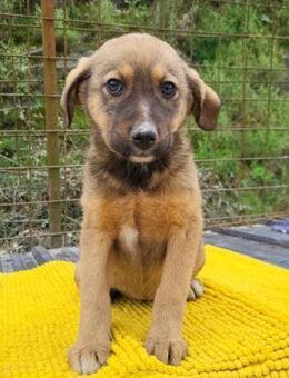 Fellschnute♥Fina♥ sucht ihr großes Glück - Hamburg